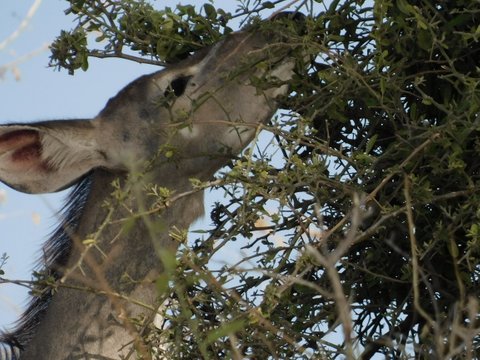 Kudu female Tukutela Safaris