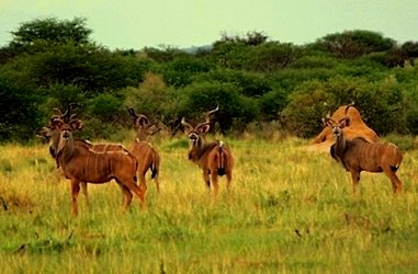 Namibia Kudu bulls